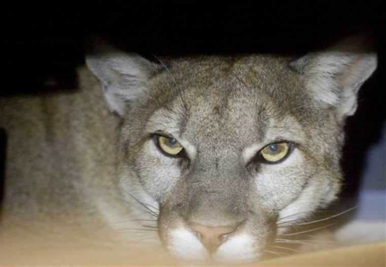 A mountain lion peers from his hiding place inside a Hesperia, Calif., family's garage Tuesday. The mountain lion was eventually sedated by California State Fish and Game biologists and released back into the wild. 